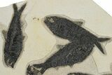 Knightia Fossil Fish Mortality Plate - Wyoming #222870-2